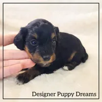 Sugar, a female Cockapoo for sale in Texarkana, TX – Photo 3 of 4