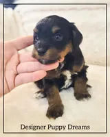 Sugar, a female Cockapoo for sale in Texarkana, TX – Photo 4 of 4