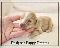 Maggie, a female Cockapoo for sale in Texarkana, TX – Photo 2 of 6