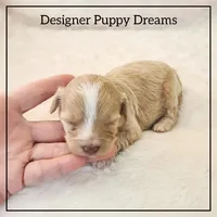 Maggie, a female Cockapoo for sale in Texarkana, TX – Photo 4 of 6