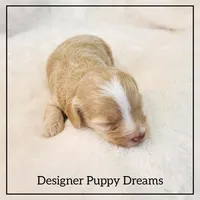 Maggie, a female Cockapoo for sale in Texarkana, TX – Photo 5 of 6