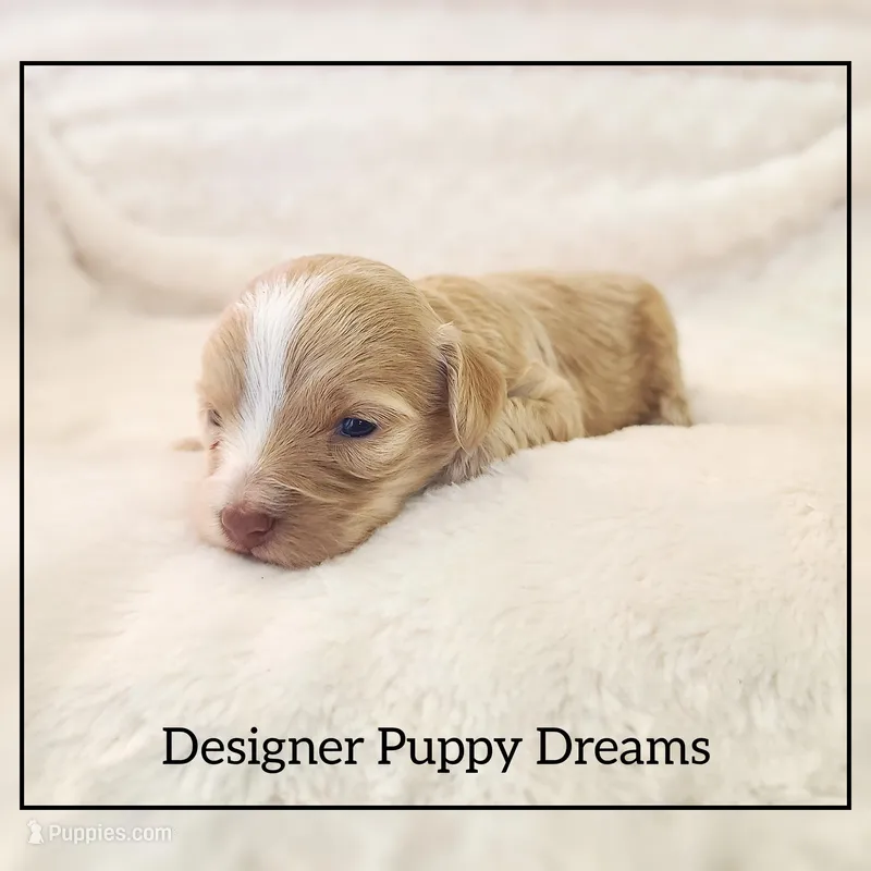 Maggie – Cockapoo puppy for sale in Texarkana, TX