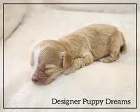 Maggie, a female Cockapoo for sale in Texarkana, TX – Photo 6 of 6