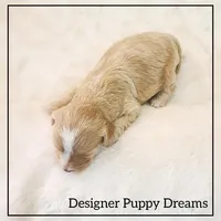 Maggie, a female Cockapoo for sale in Texarkana, TX – Photo 3 of 6