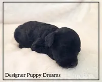 Max, a male Cockapoo for sale in Texarkana, TX – Photo 3 of 6