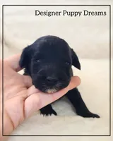 Max, a male Cockapoo for sale in Texarkana, TX – Photo 5 of 6