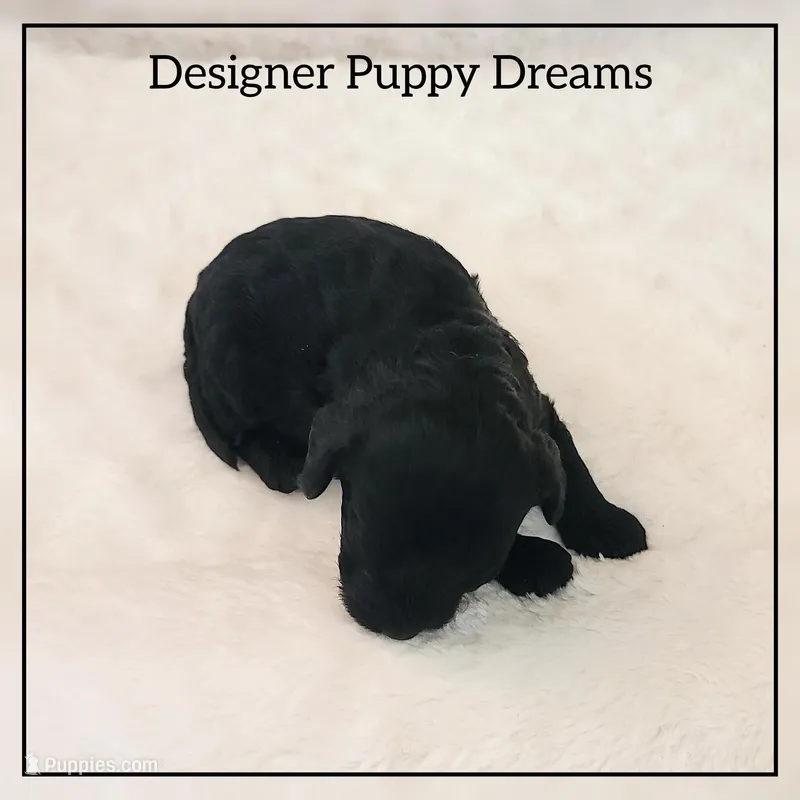 Max, a male Cockapoo for sale in Texarkana, TX – Photo 1 of 6