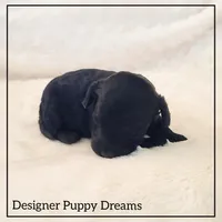 Max, a male Cockapoo for sale in Texarkana, TX – Photo 2 of 6