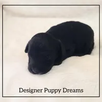 Max, a male Cockapoo for sale in Texarkana, TX – Photo 4 of 6