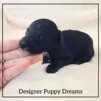 Max, a male Cockapoo for sale in Texarkana, TX – Photo 6 of 6