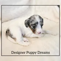 Bella, a female Cockapoo for sale in Texarkana, TX – Photo 4 of 7