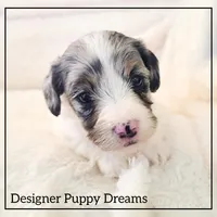 Bella, a female Cockapoo for sale in Texarkana, TX – Photo 5 of 7