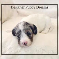 Bella, a female Cockapoo for sale in Texarkana, TX – Photo 6 of 7