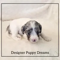 Bella, a female Cockapoo for sale in Texarkana, TX – Photo 2 of 7