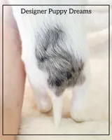 Bella, a female Cockapoo for sale in Texarkana, TX – Photo 7 of 7