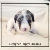 Bella, a female Cockapoo for sale in Texarkana, TX – Photo 3 of 7