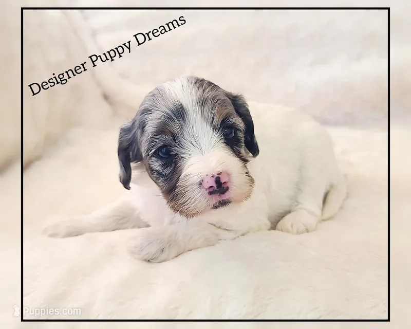 Bella – Cockapoo puppy for sale in Texarkana, TX