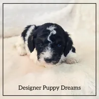 Milo, a male Cockapoo for sale in Texarkana, TX – Photo 2 of 6