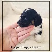 Milo, a male Cockapoo for sale in Texarkana, TX – Photo 4 of 6