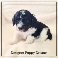 Milo, a male Cockapoo for sale in Texarkana, TX – Photo 5 of 6