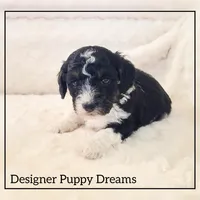 Milo, a male Cockapoo for sale in Texarkana, TX – Photo 1 of 6