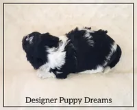 Milo, a male Cockapoo for sale in Texarkana, TX – Photo 3 of 6