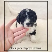 Milo, a male Cockapoo for sale in Texarkana, TX – Photo 6 of 6