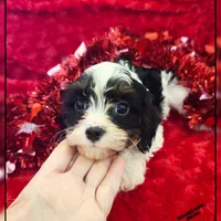 Amor, a male Cavapoo for sale in Texarkana, TX – Photo 6 of 6