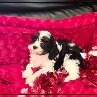 Amor, a male Cavapoo for sale in Texarkana, TX – Photo 4 of 6