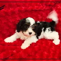 Amor, a male Cavapoo for sale in Texarkana, TX – Photo 2 of 6