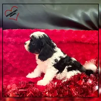 Amor, a male Cavapoo for sale in Texarkana, TX – Photo 5 of 6
