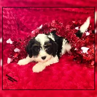 Amor, a male Cavapoo for sale in Texarkana, TX – Photo 3 of 6