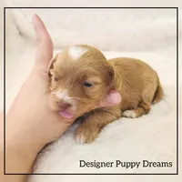 Gigi, a female Cockapoo for sale in Texarkana, TX – Photo 3 of 5