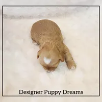 Gigi, a female Cockapoo for sale in Texarkana, TX – Photo 2 of 5