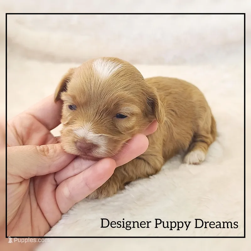 Gigi – Cockapoo puppy for sale in Texarkana, TX