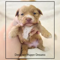 Gigi, a female Cockapoo for sale in Texarkana, TX – Photo 4 of 5