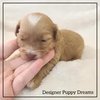 Gigi, a female Cockapoo for sale in Texarkana, TX – Photo 5 of 5