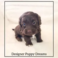 Cooper, a male Cockapoo for sale in Texarkana, TX – Photo 3 of 5