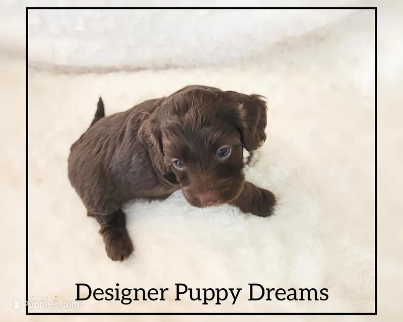 Cooper – Cockapoo puppy for sale in Texarkana, TX
