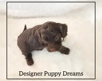 Cooper, a male Cockapoo for sale in Texarkana, TX – Photo 1 of 5