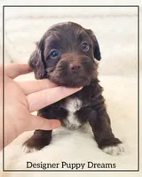 Cooper, a male Cockapoo for sale in Texarkana, TX – Photo 5 of 5