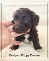 Cooper, a male Cockapoo for sale in Texarkana, TX – Photo 4 of 5