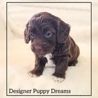 Cooper, a male Cockapoo for sale in Texarkana, TX – Photo 2 of 5