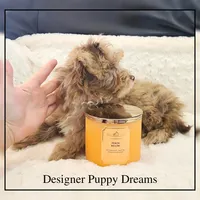 Ginger, a female Cockapoo for sale in Texarkana, TX – Photo 2 of 10