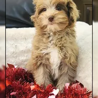Ginger, a female Cockapoo for sale in Texarkana, TX – Photo 1 of 10