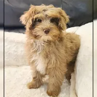 Ginger, a female Cockapoo for sale in Texarkana, TX – Photo 10 of 10