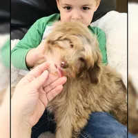 Ginger, a female Cockapoo for sale in Texarkana, TX – Photo 3 of 10