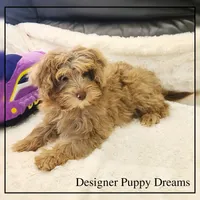 Ginger, a female Cockapoo for sale in Texarkana, TX – Photo 8 of 10