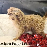 Ginger, a female Cockapoo for sale in Texarkana, TX – Photo 6 of 10