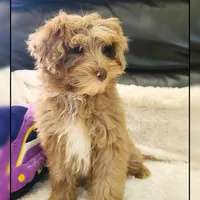 Ginger, a female Cockapoo for sale in Texarkana, TX – Photo 9 of 10
